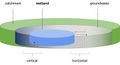 Vertical and horizontal, uni- and bi-directional water flow pathways between the wetland and groudnwater.jpg